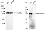 MFN1 Antibody in Western Blot (WB)