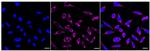 MRPS15 Recombinant Rabbit Monoclonal Antibody (24GB70)
