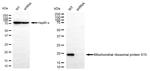 MRPS15 Antibody in Western Blot (WB)