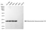 MRPS15 Antibody in Western Blot (WB)