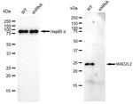 MAD2L2 Antibody in Western Blot (WB)