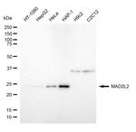MAD2L2 Antibody in Western Blot (WB)