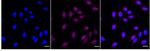 MLKL Recombinant Rabbit Monoclonal Antibody (24GB4620)