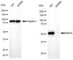 MLKL Antibody in Western Blot (WB)