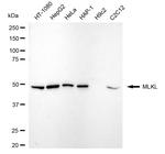 MLKL Antibody in Western Blot (WB)