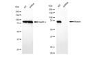Moesin Antibody in Western Blot (WB)