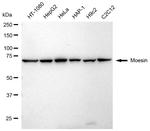 Moesin Antibody in Western Blot (WB)