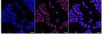 MOV10 Recombinant Rabbit Monoclonal Antibody (24GB575)