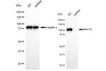 MOV10 Antibody in Western Blot (WB)
