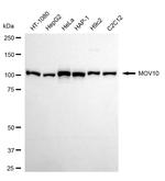 MOV10 Antibody in Western Blot (WB)