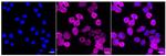 MSI2 Recombinant Rabbit Monoclonal Antibody (24GB225)