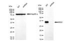 MSI2 Antibody in Western Blot (WB)