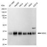 MSI2 Antibody in Western Blot (WB)