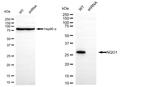 NQO1 Antibody in Western Blot (WB)