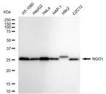 NQO1 Antibody in Western Blot (WB)
