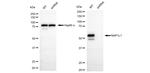 NAP1L1 Antibody in Western Blot (WB)
