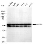 NAP1L1 Antibody in Western Blot (WB)