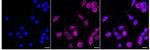 NDUFA13 Recombinant Rabbit Monoclonal Antibody (24GB600)