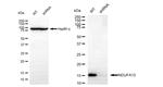 NDUFA13 Antibody in Western Blot (WB)