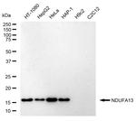 NDUFA13 Antibody in Western Blot (WB)