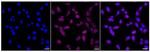NDUFB9 Recombinant Rabbit Monoclonal Antibody (24GB90)