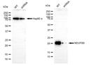 NDUFB9 Antibody in Western Blot (WB)