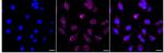 NLK Recombinant Rabbit Monoclonal Antibody (24GB585)