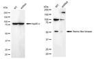 NLK Antibody in Western Blot (WB)