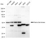 NLK Antibody in Western Blot (WB)