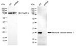 NCS1 Antibody in Western Blot (WB)