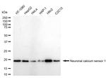 NCS1 Antibody in Western Blot (WB)