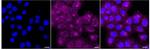 NEK6 Recombinant Rabbit Monoclonal Antibody (24GB755)