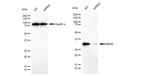 NEK6 Antibody in Western Blot (WB)