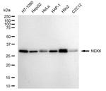 NEK6 Antibody in Western Blot (WB)