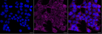 NEK9 Antibody in Immunocytochemistry (ICC/IF)