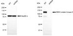 NEK9 Antibody in Western Blot (WB)