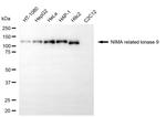 NEK9 Antibody in Western Blot (WB)