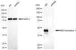 Nkx2.1 Antibody in Western Blot (WB)