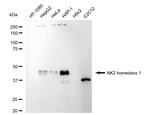 Nkx2.1 Recombinant Rabbit Monoclonal Antibody (24GB5440)