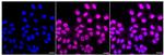 XLF Recombinant Rabbit Monoclonal Antibody (24GB480)