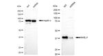 XLF Antibody in Western Blot (WB)