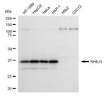 XLF Antibody in Western Blot (WB)