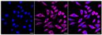 NCAPD2 Recombinant Rabbit Monoclonal Antibody (24GB75)