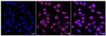 NQO2 Recombinant Rabbit Monoclonal Antibody (24GB250)
