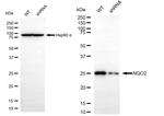 NQO2 Antibody in Western Blot (WB)