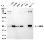 NQO2 Antibody in Western Blot (WB)