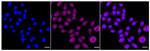 NR2C2 Recombinant Rabbit Monoclonal Antibody (24GB730)