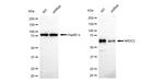 NR2C2 Antibody in Western Blot (WB)