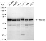 NR2C2 Antibody in Western Blot (WB)