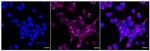 NSDHL Recombinant Rabbit Monoclonal Antibody (24GB485)